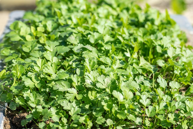 coriander greens for an article about coriander seeds