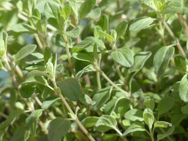 marjoram spice